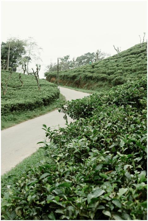 A winding road through lush green tea plantations