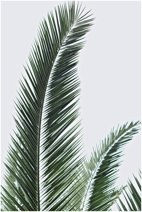 Close-up of green palm leaves set against a soft g