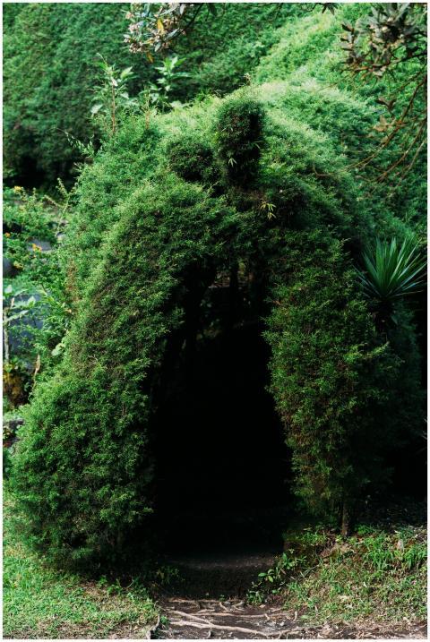 Explore a lush green tunnel pathway in the forests