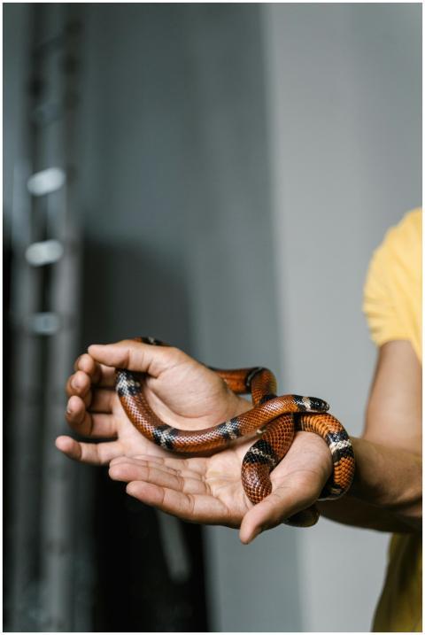An orange and black snake coiled in human hands, e