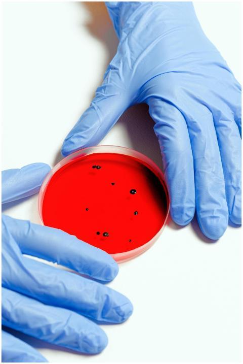 Laboratory setting with latex gloves holding a pet