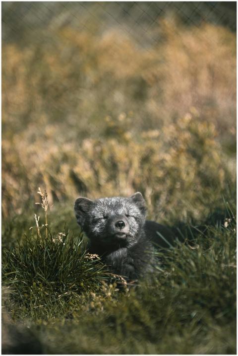 A charming arctic fox basks in the sunlight, enjoy