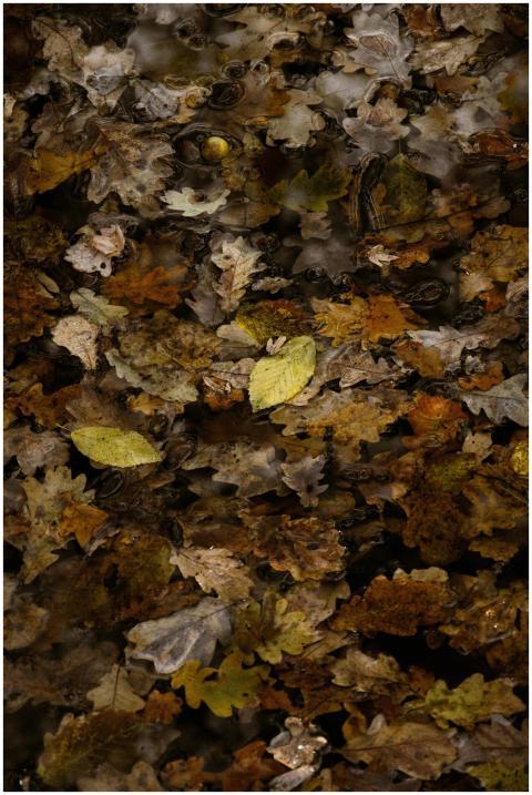 Colorful autumn leaves floating in reflective shal