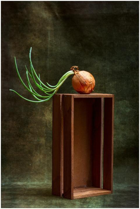 Artistic Still Life Sprouting
