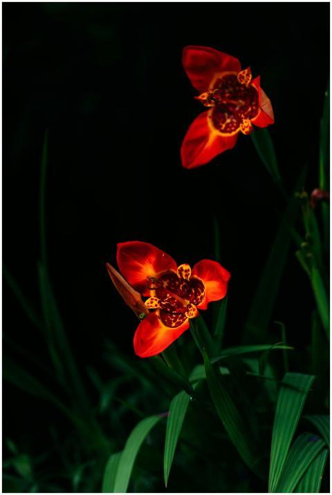 Captivating red tigridia flowers stand out against