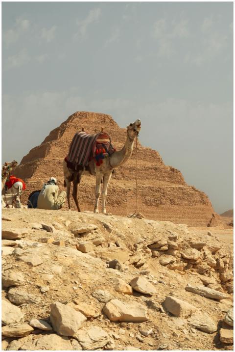 Camel stands before the Step Pyramid of Djoser in