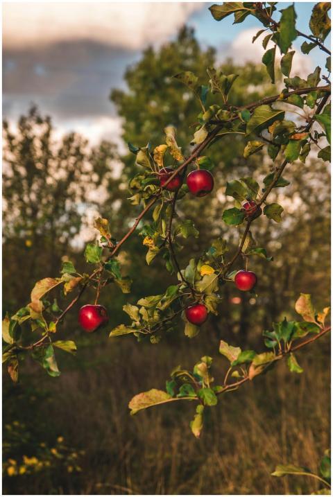 Vibrant red apples hanging on a tree in a serene a