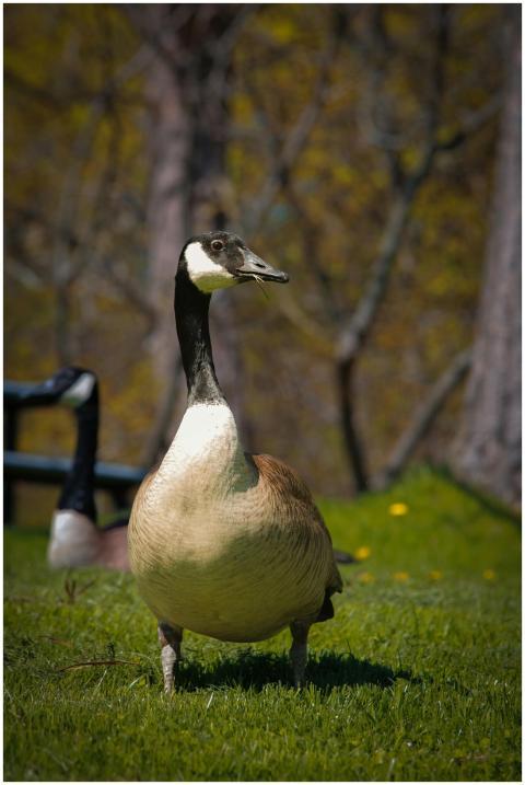 A Canadian Goose, Branta canadensis, stands gracef