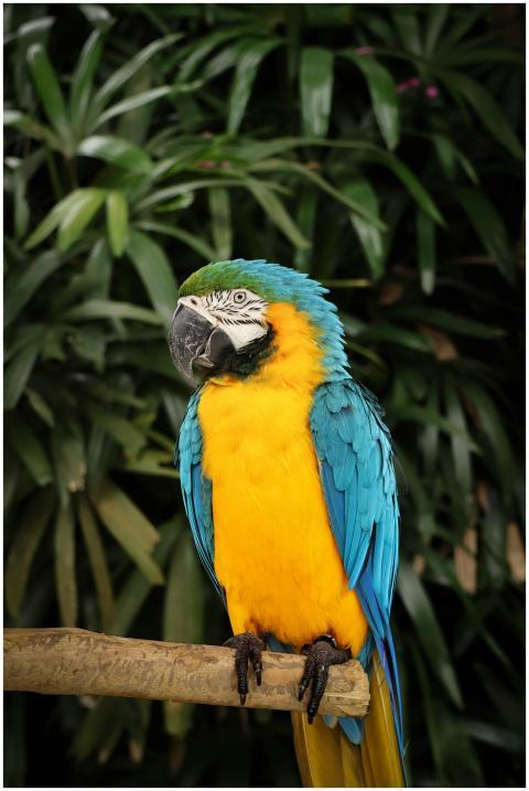 Vibrant blue-and-yellow macaw perched on branch in