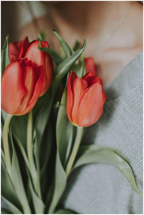 Elegant bouquet of red tulips against a neutral bl