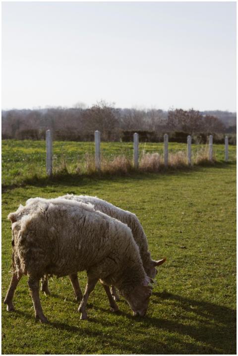 Sheep grazing on a lush pasture with a rural backd