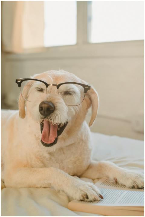 Cute dog wearing glasses yawning while pretending