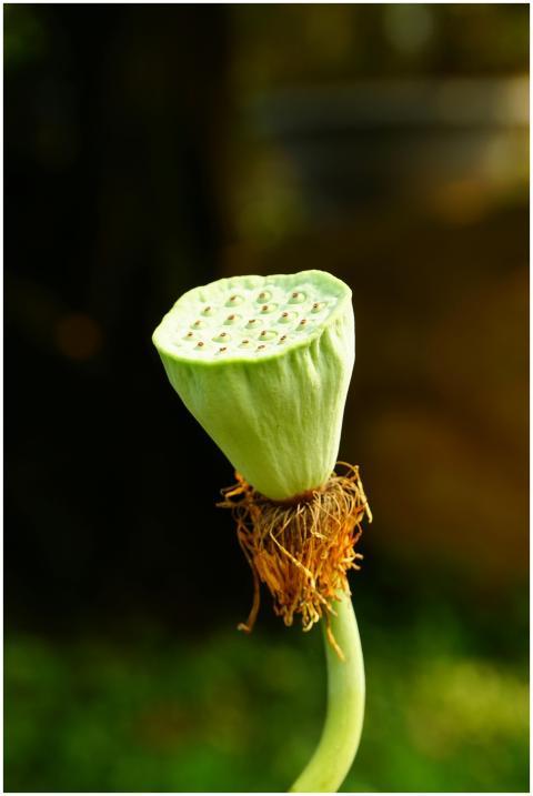Detailed close-up of a lotus seed pod on a green s