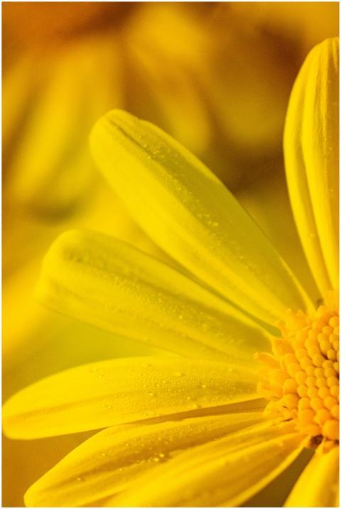 Macro image of a dew-kissed yellow flower showing