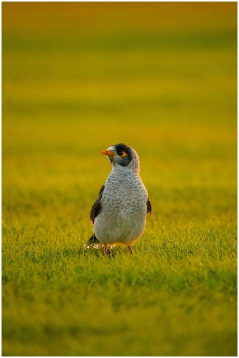 Noisy Miner bird on lush grassy field with warm su