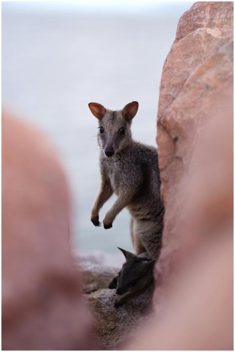 Wallaby Peeking Between Red