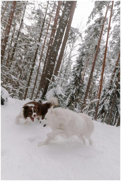 Two dogs joyfully playing in a snow-covered forest
