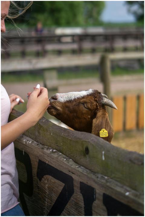 A Boer goat being fed by a person over a wooden fe