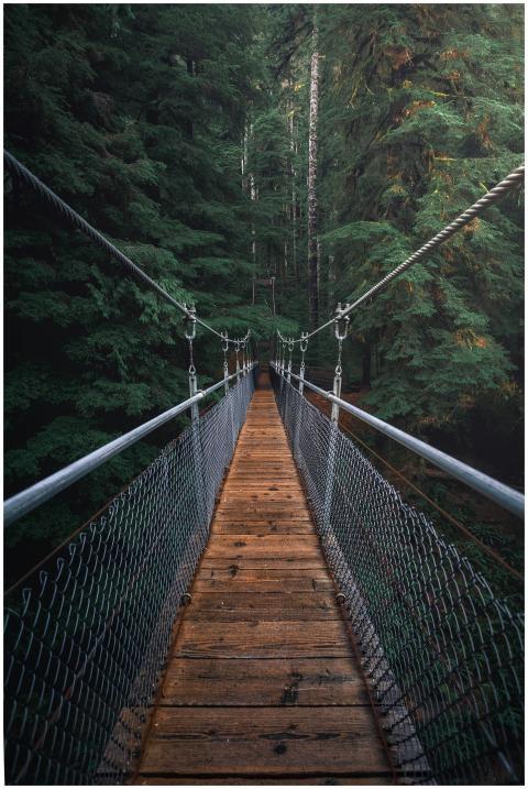 A beautiful suspension bridge amidst a dense fores