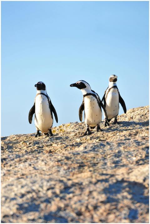 Three African penguins walking on a sunlit rocky b