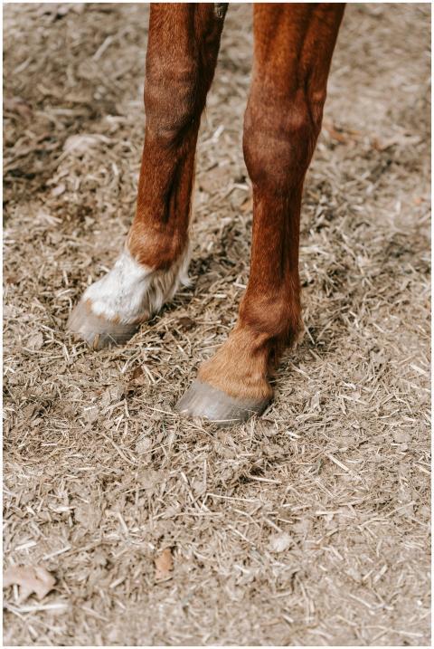Detailed view of a horse's hooves on a natural gro
