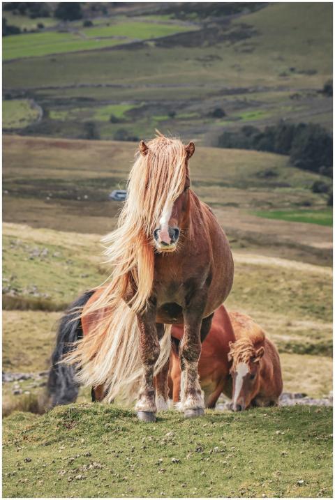 Beautiful horses with flowing manes graze in the s