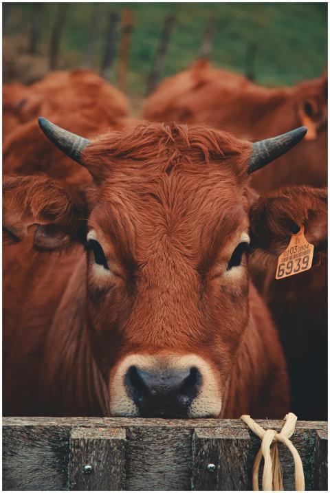 A close-up view of a brown cow with an ear tag sta
