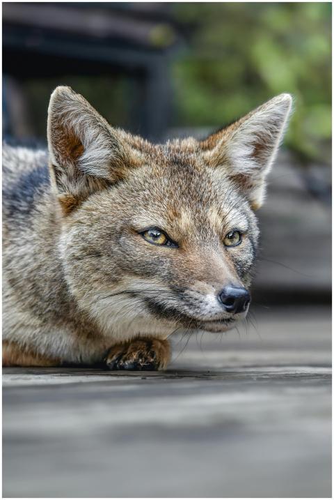 Intimate close-up of a wild fox resting outdoors i