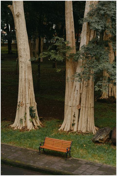Peaceful park setting with tall trees and a solita