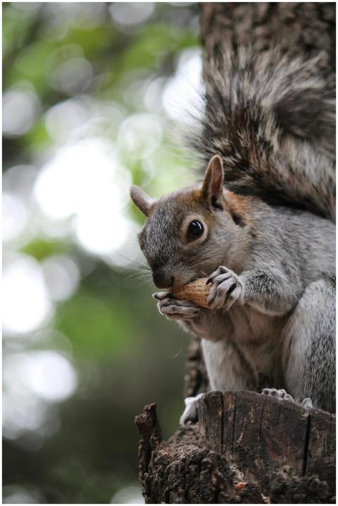 A squirrel perched on a tree stump enjoys a nut, s