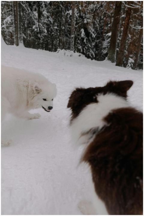 Two dogs playing in the snow in a forest setting d