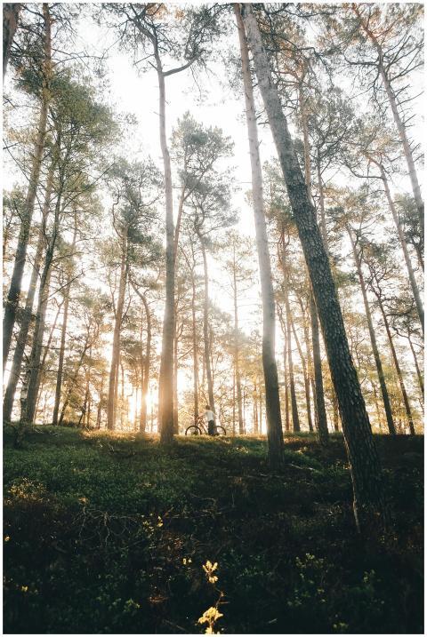 Peaceful morning in a forest with sunlight filteri