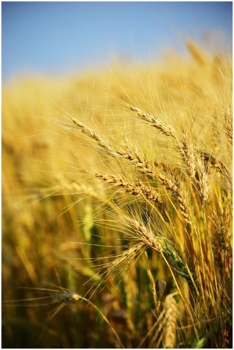 Vibrant wheat stalks in a sunlit rural field captu