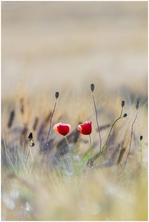 Vibrant red poppies blooming in a serene, blurred