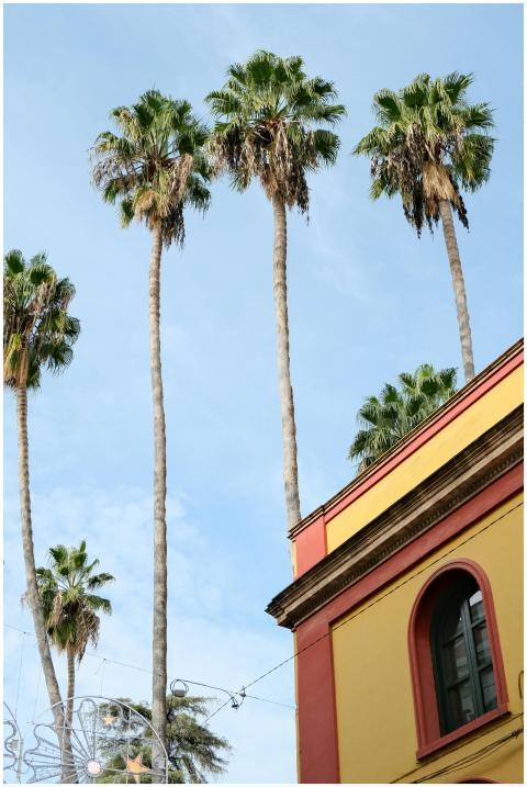 Seville Palm Trees Against