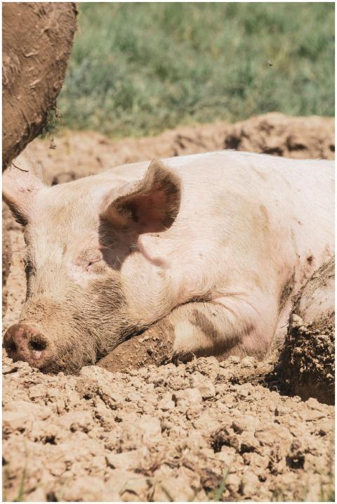 Close-up of a pig resting in a sunlit farmyard, co