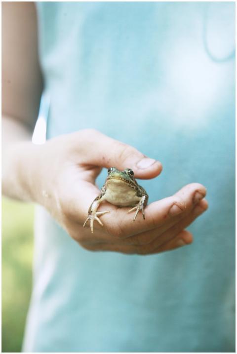 A person gently holds a small frog in their hand,