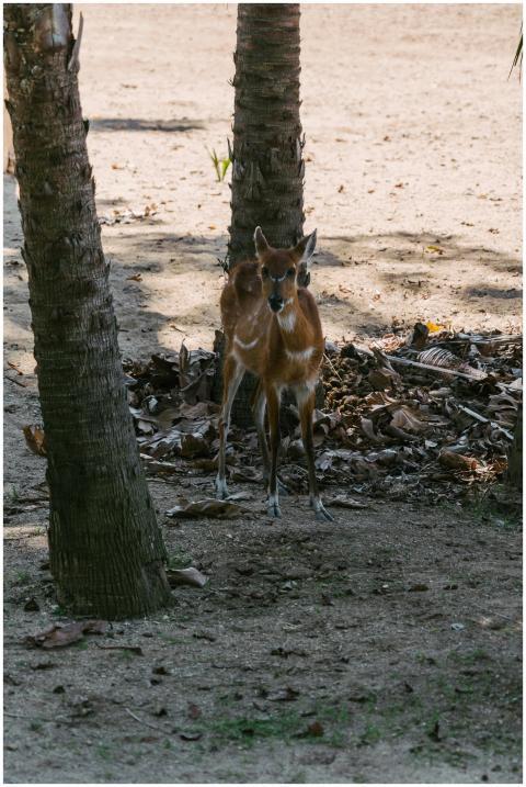 Charming sitatunga calves standing between tree tr