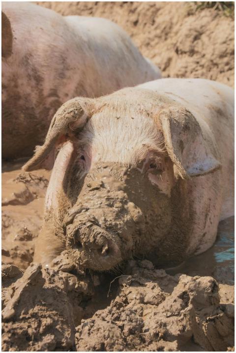 Close-up of a pig covered in mud on a farm in Züri