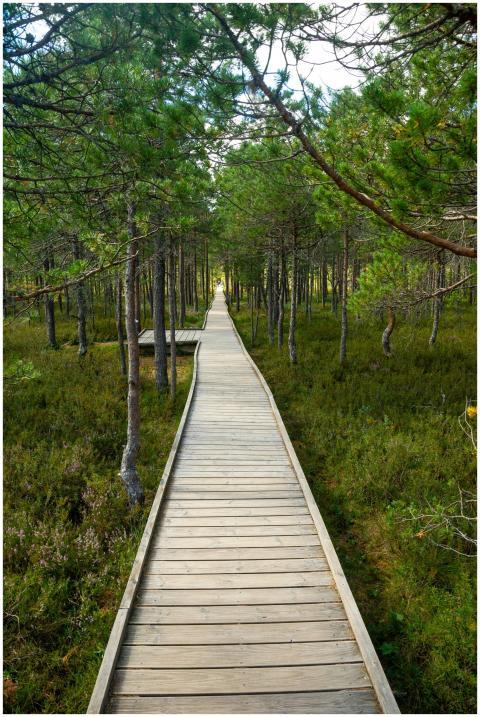 A wooden boardwalk meandering through a vibrant gr