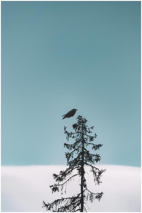 A lone bird perches on a tree against a clear blue
