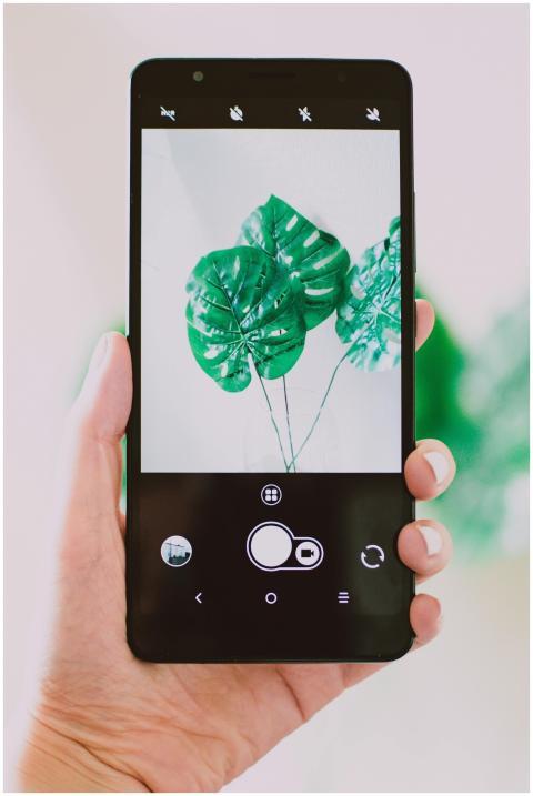A hand holds a smartphone displaying a monstera pl