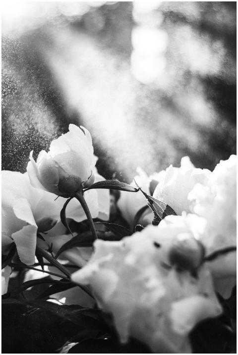 Elegant black and white photo of peonies with sunl