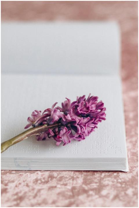 A close-up of a purple hyacinth blossom placed on