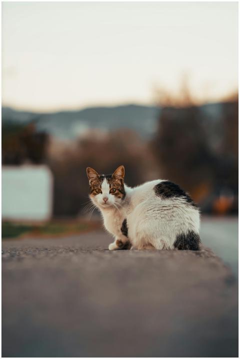 A calm cat sitting on the pavement at dawn, with a