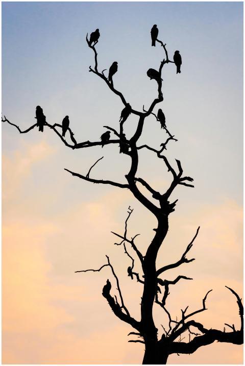 Silhouette of birds perched on a bare tree against