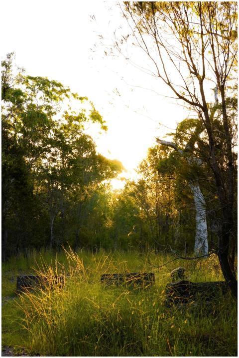 Sunrise in a lush forest clearing with tall grasse