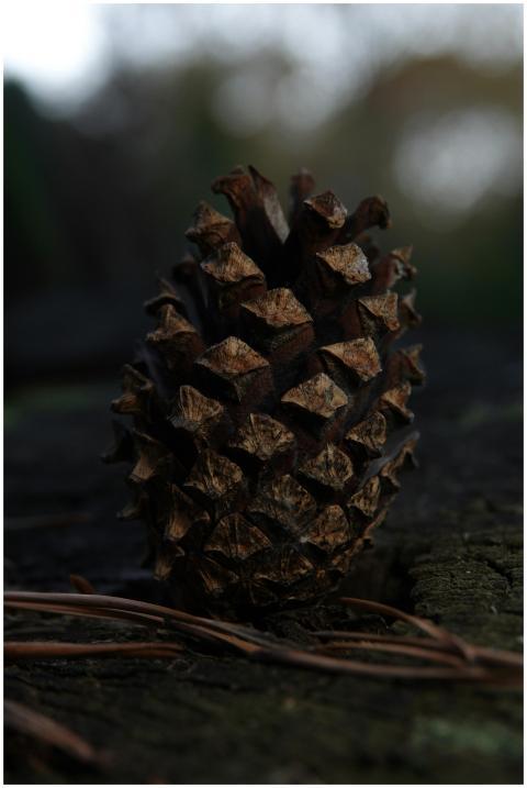 Detailed shot of a pine cone resting on a natural