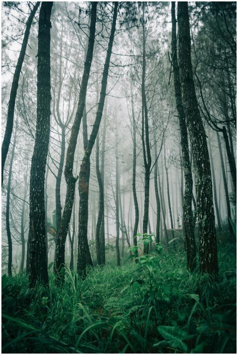 A misty forest landscape with tall trees and vibra