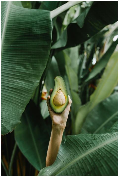 A hand holds a cut avocado amidst large green bana